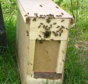 Продам пчел, пчелопакеты