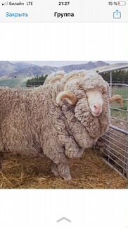 Баран, Шерсть овечья меринос