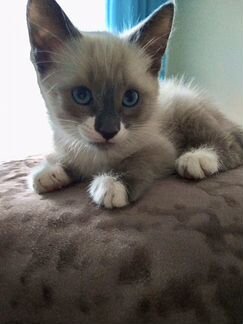 Котёнок от сиамской кошки