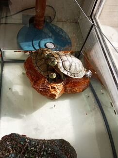 Пресноводные красноухие черепахи