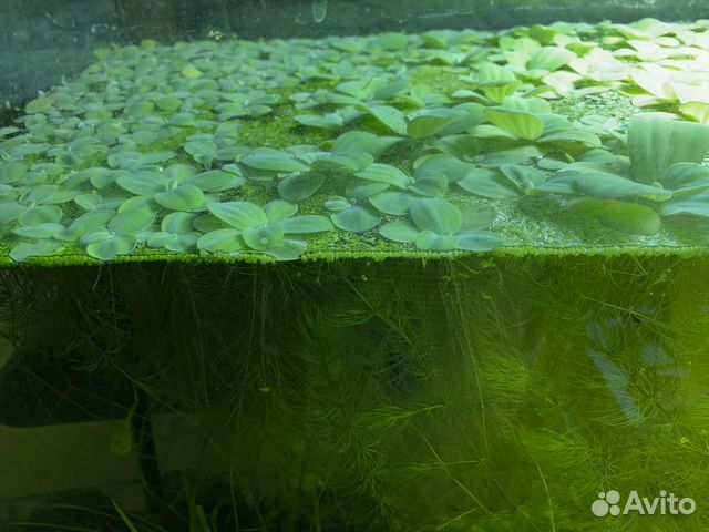 Аквариумные улитки, рыбки, растения