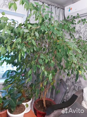 Фикус бенджамина