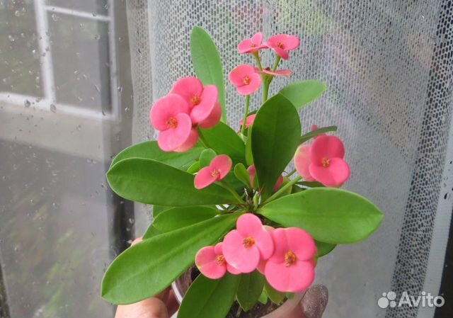 Продам домашние цветы