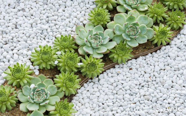 Молодило, Ива извилистая, Гортензия, Астильба