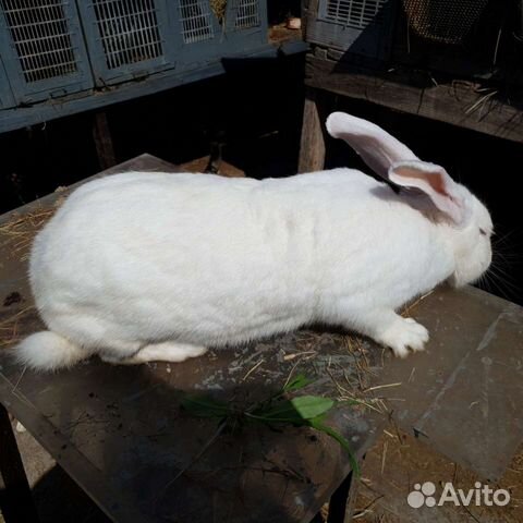Кролики великаны