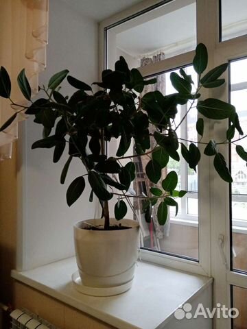 Фикус каучуконосный для напольного размещения