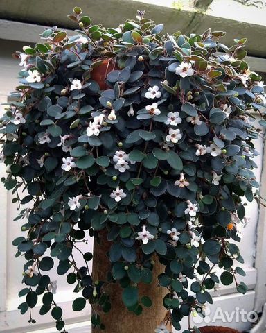 Кодонанта цветущее ампельное растение и др