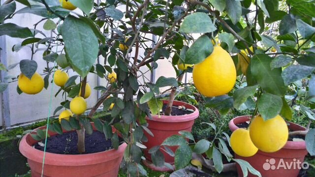 Саженцы лимонов и других видов цитрусовых растений