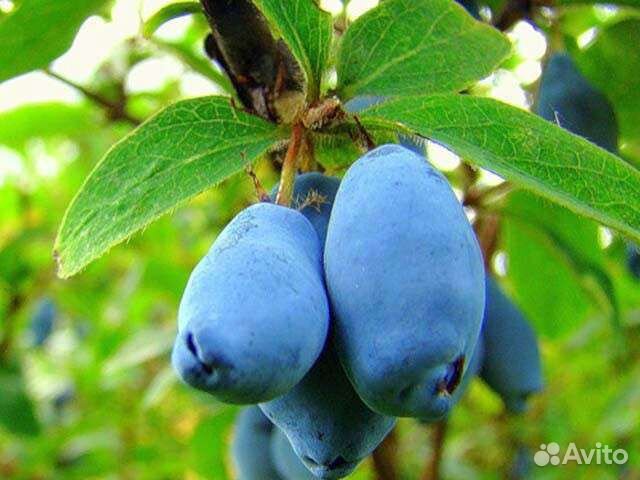 Саженцы груши и яблони, жимолость, смородина