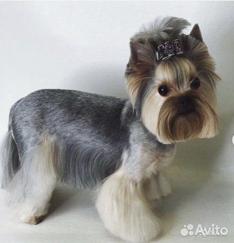 Стрижка собак в Новоселье