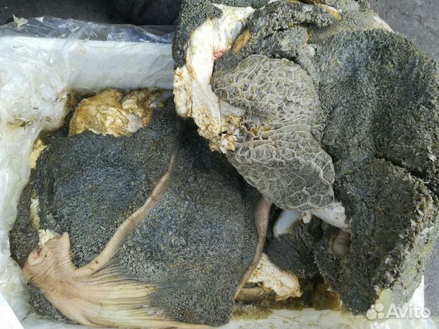 Рубец, обрезь собачья, фарш для животных, носы