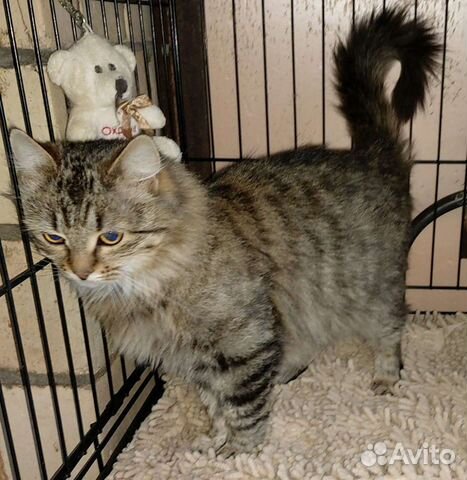 Зооняня. Передержка кошек. Выгул собак