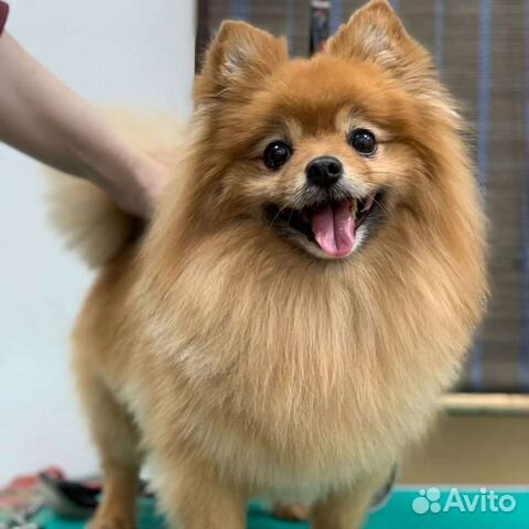 Стрижка собак экспресс-линька / груминг