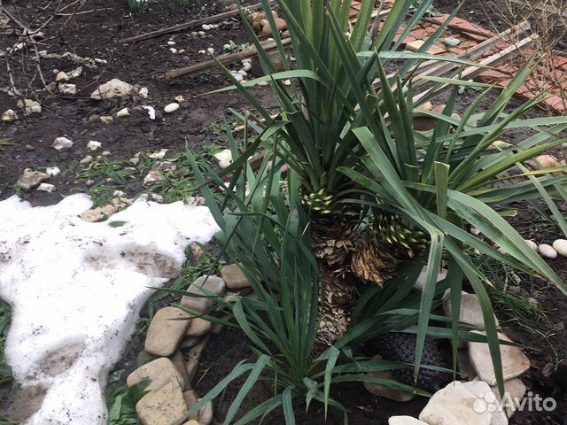 Юкка нитчатая