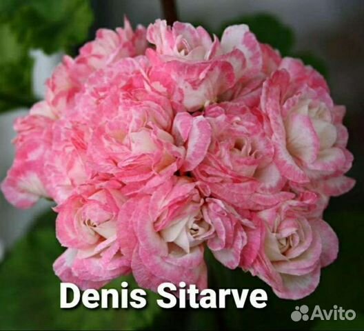 Герань пеларгония розебудная