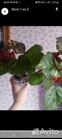 Гибискус липовидный варигатный