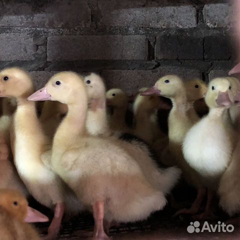 Утята муларды, гуси