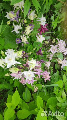 Аквилегия, монарда бельгийские астры