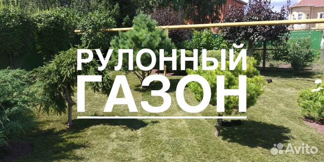 Рулонный газон