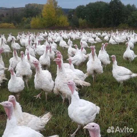 Индюшата грейд мейкер фото