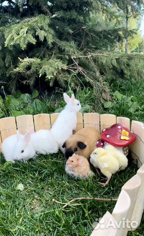 Животные утята цыплята на фотосессию в аренду