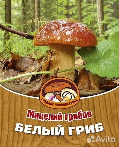 маслята опята фото онлайн маслята опята фото