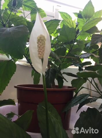 Спатифиллум (женское счастье)