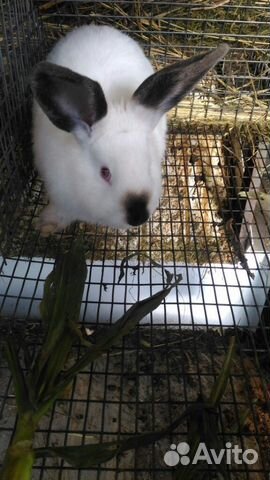 Кролики калифорнийские и фландеры купить на Зозу.ру - фотография № 3