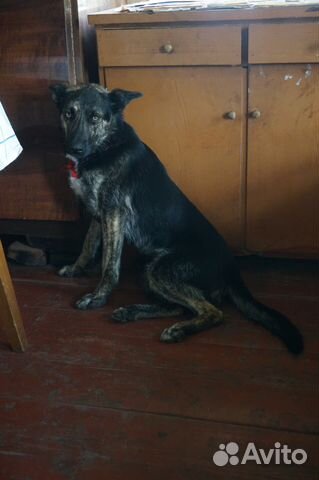 Собака из приюта в г.Валдай ищет любящего хозяина купить на Зозу.ру - фотография № 6