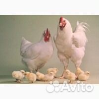 Цыплята бройлера чешские купить на Зозу.ру - фотография № 3