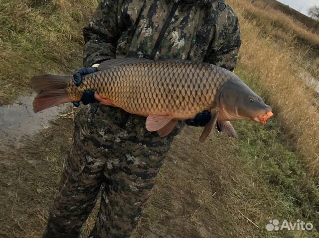 Купить Живого Карпа Воронеж