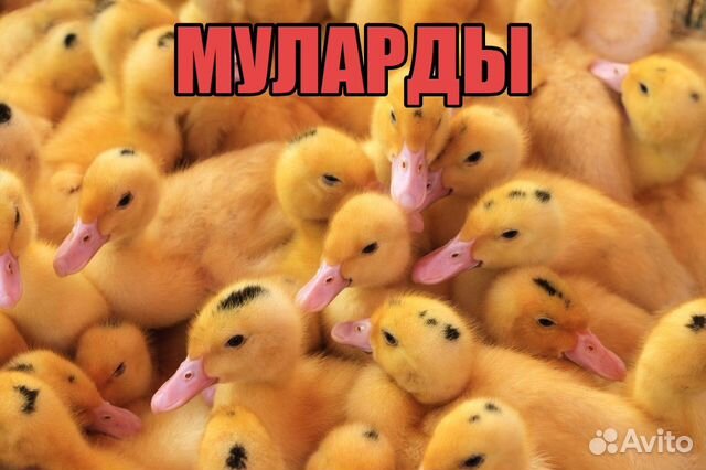 Муларды - утка без жира купить на Зозу.ру - фотография № 1