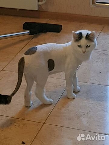 Стрижка собак и кошек