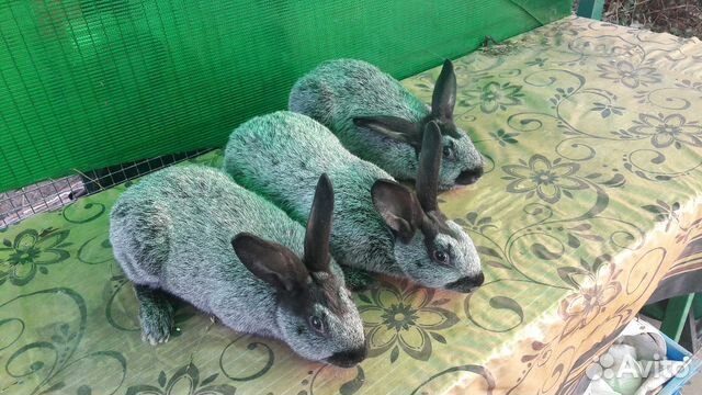Кролики породы Серебро купить на Зозу.ру - фотография № 4
