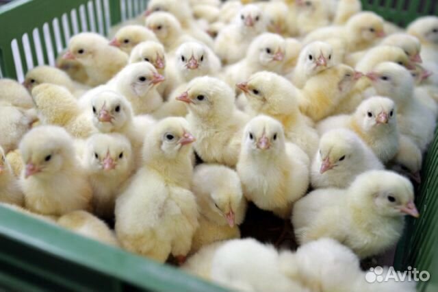 Купить суточных цыплят в Темрюке купить на Зозу.ру - фотография № 1