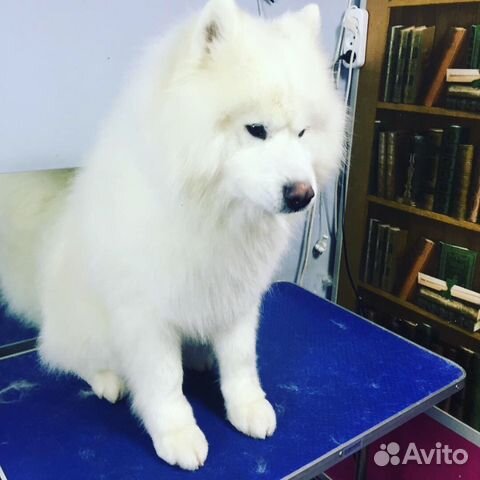 Стрижка собак и кошек