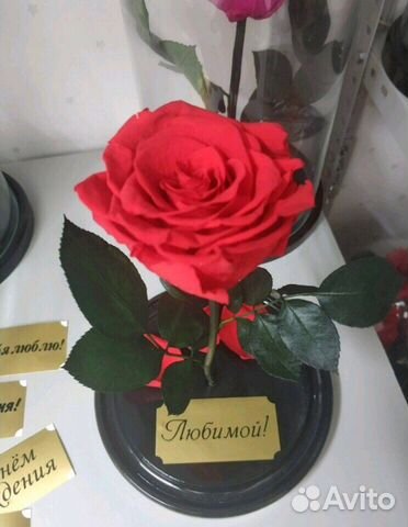 Роза в колбе Роза в колбе