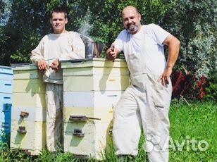 Пчёлы, пчелопакеты, пчеломатки купить на Зозу.ру - фотография № 6