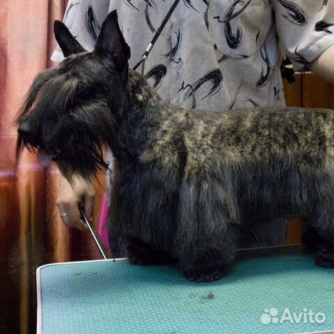 Стрижка Скотч Терьеров Стрижка Скотч Терьеров