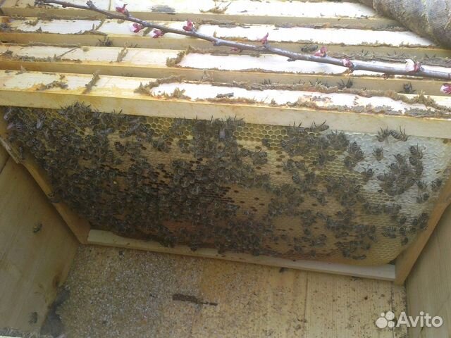 Пчелосемьи 2019 купить на Зозу.ру - фотография № 2
