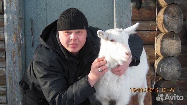 Вязка коз купить на Зозу.ру - фотография № 1