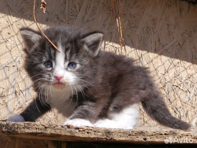 Норвежский Лесной Кот Купить Котенка