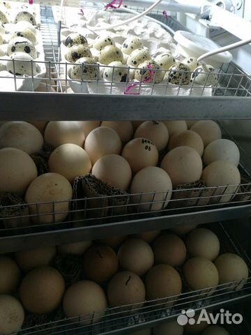 Инкубатор на 260-350 куриных яйц купить на Зозу.ру - фотография № 3