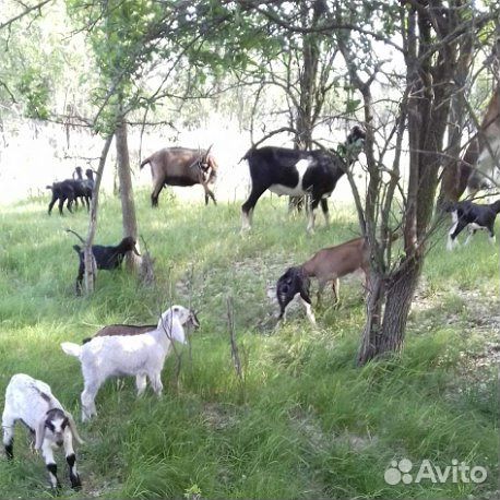Продаю молочных коз и козлят купить на Зозу.ру - фотография № 3