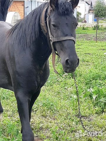 Продам коня купить на Зозу.ру - фотография № 3