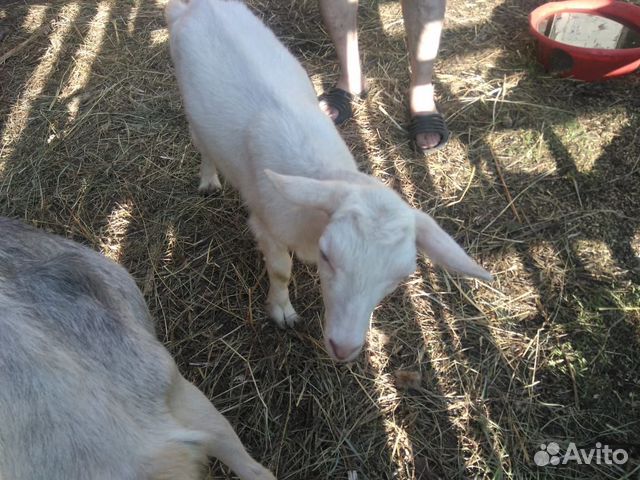 Продам семью коз купить на Зозу.ру - фотография № 2