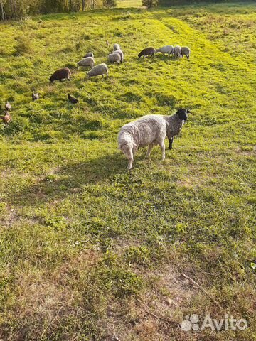 Овцы, бараны купить на Зозу.ру - фотография № 2