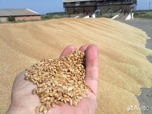 Пшеница фуражная 14 процентов влажность купить на Зозу.ру - фотография № 1