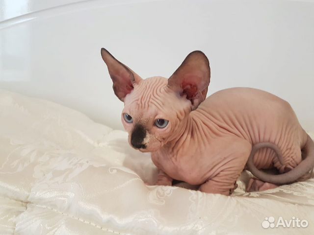 белый сфинкс купить. сфинкс котята купить краснодар. краснодарский сфинкс. краснодарский сфинкс. донской сфинкс кошка.