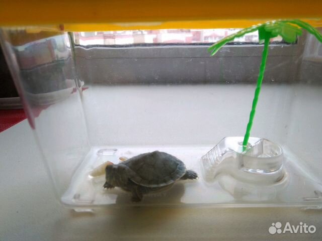 Черепаха краснаухая с переноской